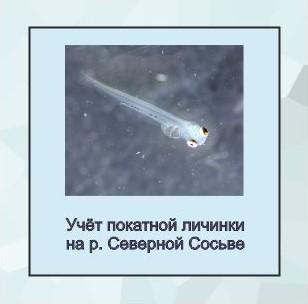 учет личинки