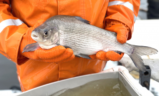 Новый рыбоводный сезон: вклад в будущее сибирских рек