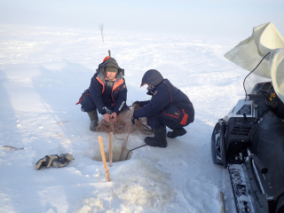Сотрудниками лаборатории рыбохозяйственной экологии осуществлен экспедиционный выезд в Тазовскую губу