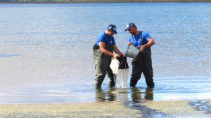 Промысловые беспозвоночные Западной Сибири в фокусе внимания филиалов ВНИРО