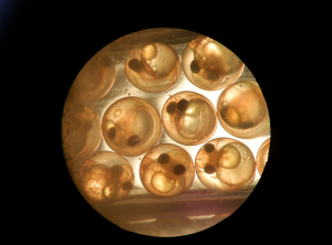 Перепись икринок