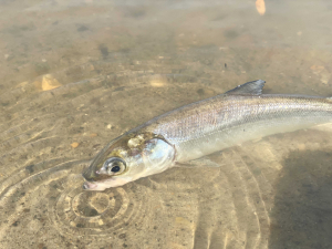 В Обь-Иртышский бассейн впервые выпущена нельма укрупнённой навески