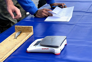 Нерестовый ход сиговых: исследования учёных  Тюменского филиала ВНИРО на реке Северной Сосьве