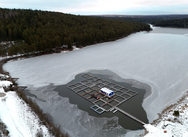Искусственное воспроизводство ценной рыбы Обь-Иртышского бассейна: приумножаем водные богатства страны