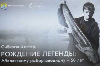 Юбилейный рубеж: 50 лет заботы о сибирском осетре