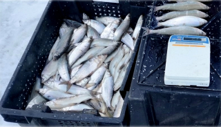 Товарная рыба как стратегический ресурс: укрепление продовольственной безопасности страны